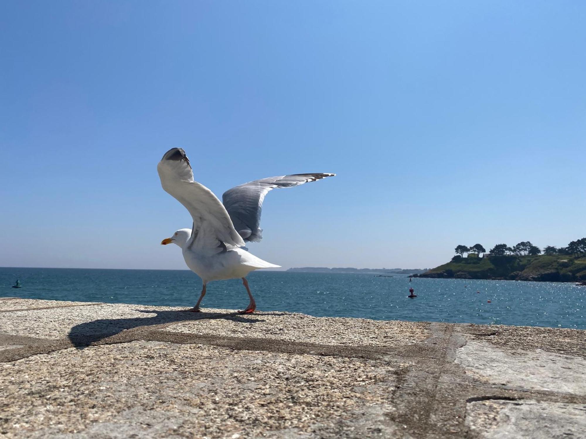 Hotel L'Albatros Le Pouliguen Εξωτερικό φωτογραφία